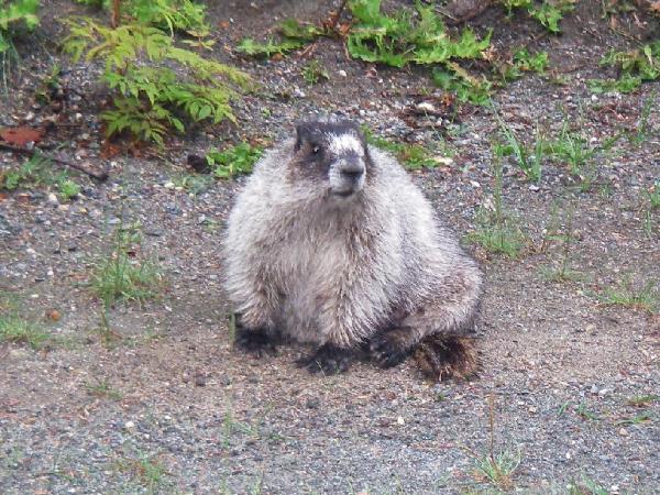Photo of Marmota caligata by Aaron Baldwin